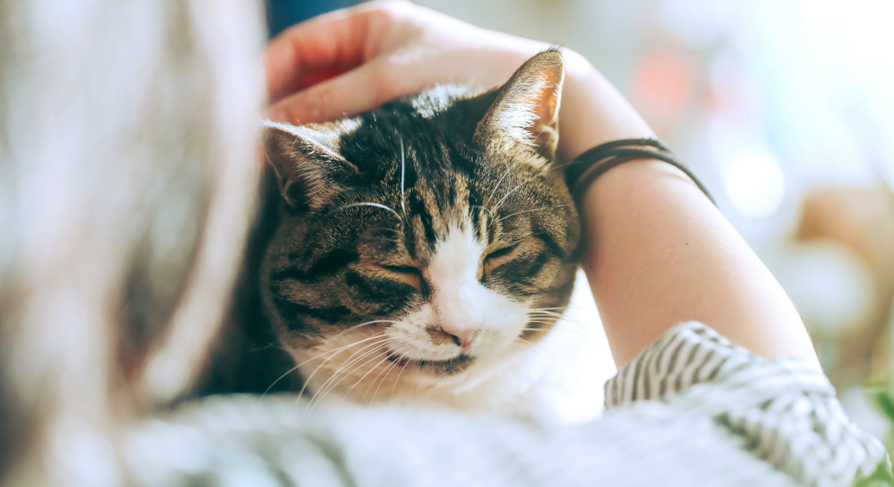 飼い主に撫でられて気持ちよさそうな猫の画像