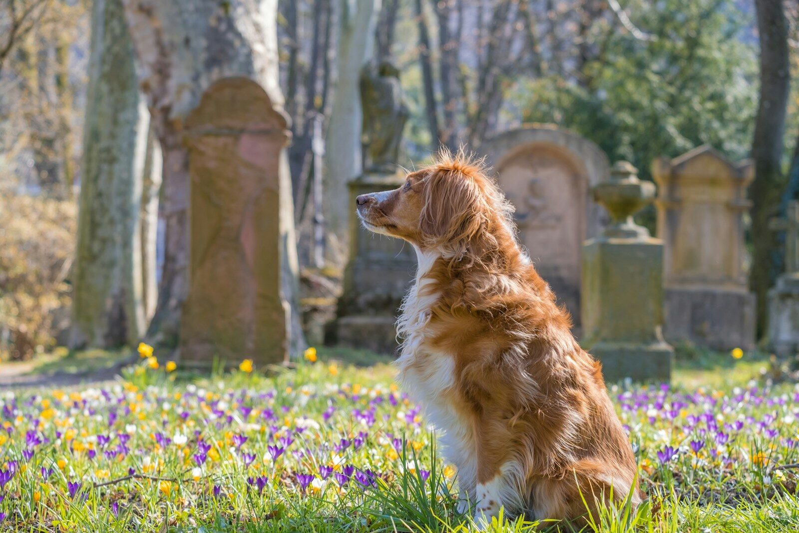 brown and white long coated dog on purple flower field during daytime